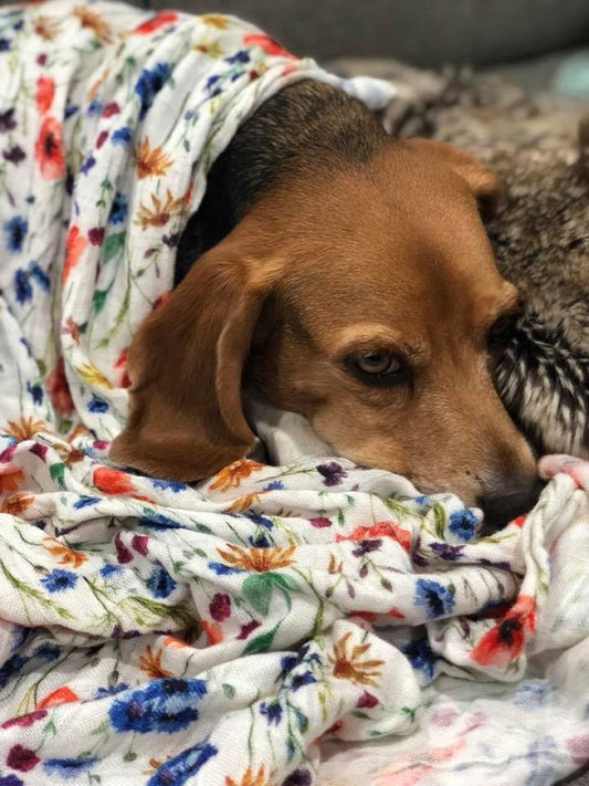 National Puppy Day at Tula